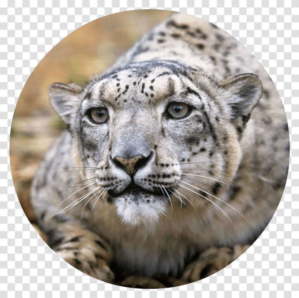 Adult Snow Leopards Download, Panther, Wildlife, Mammal, Animal Transparent Png