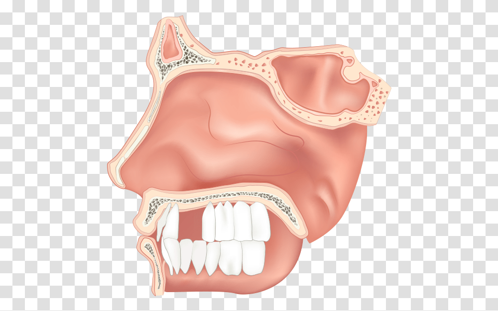 Adults Lose An Average Of 7 Teeth By The Age Of Nasal Cavity Clipart, Mouth, Jaw, Diaper, Person Transparent Png