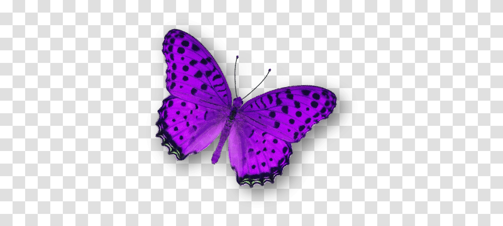 Aeden Studio Purple Butterfly, Animal, Invertebrate, Insect, Pattern Transparent Png