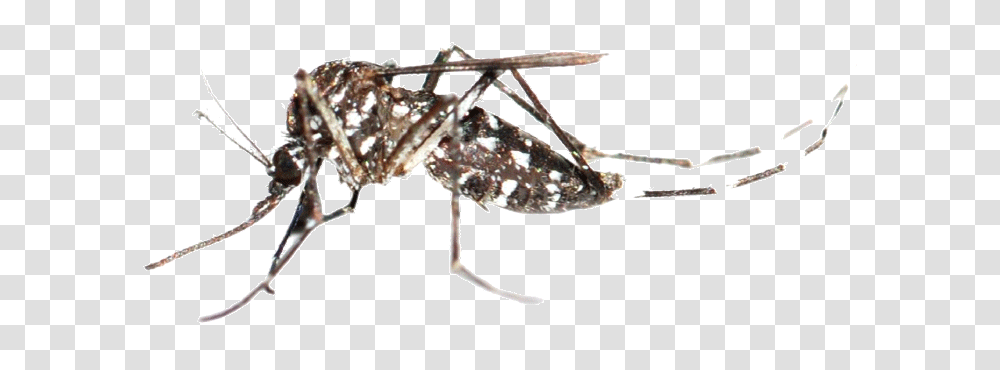 Aedes Mosquito, Insect, Invertebrate, Animal, Spider Transparent Png