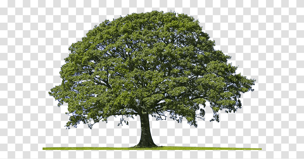 Aerial Tree Oak Tree, Plant, Bird, Animal, Tree Trunk Transparent Png