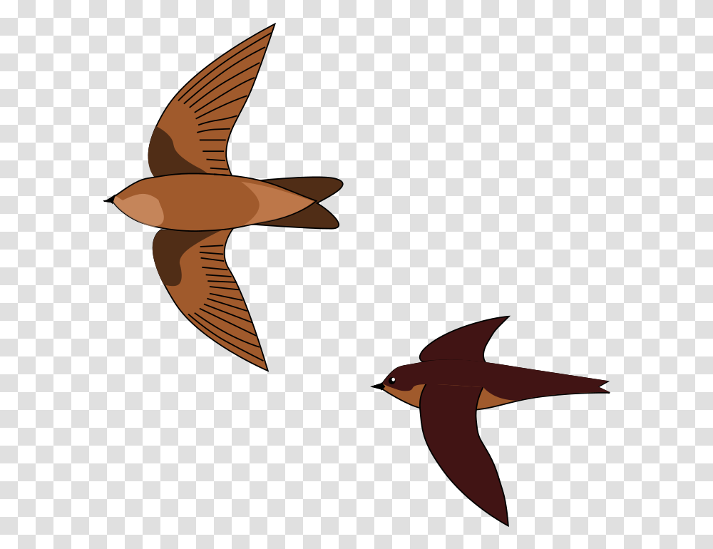 Aerodramus Wikipedia Swiftlet Bird Nest, Swallow, Animal, Fish, Sea Life Transparent Png
