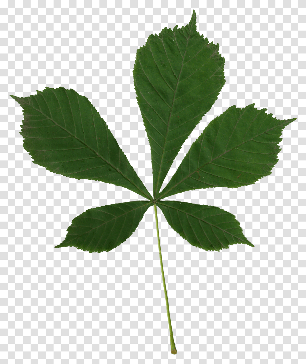 Aesculus Hippocastanum Scanned Leaf, Plant, Tree, Green, Maple Leaf Transparent Png