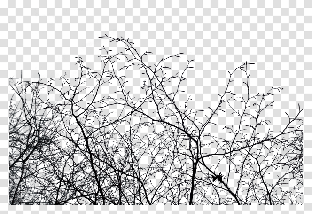 Aesthetic Nature, Spider Web Transparent Png