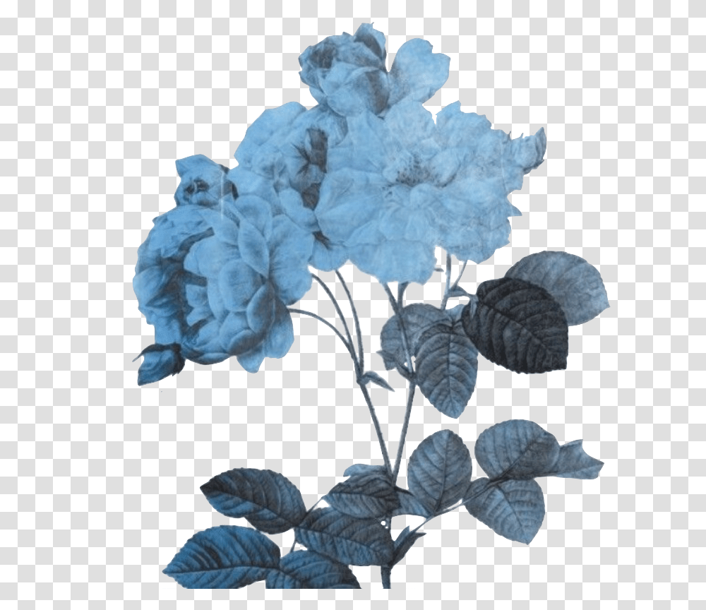 Aesthetic Blue Flower, Plant, Acanthaceae, Leaf, Rose Transparent Png