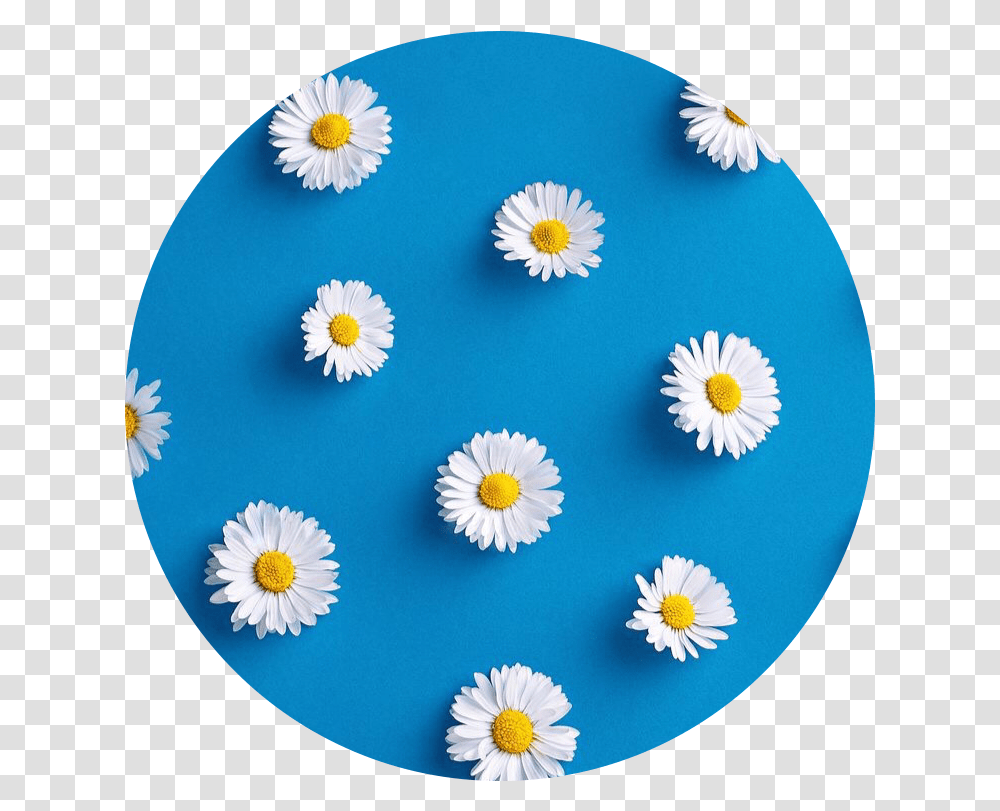Aesthetic Circle Icon Flower Blue Margaritas Blue Aesthetic, Plant, Daisy, Daisies, Blossom Transparent Png