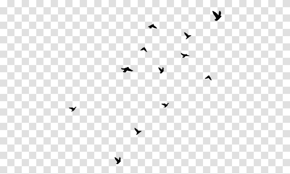Aesthetic Clipart Bird Svg Library Stock Birds Black Flying Birds Gif, Word, Flare, Light Transparent Png