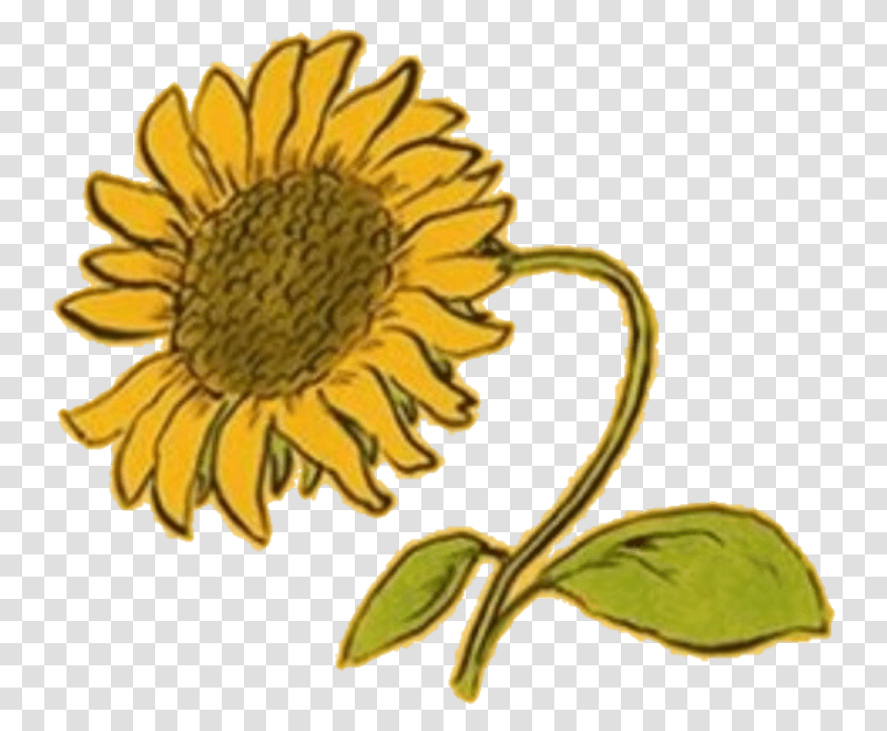 Aesthetic Clipart Random Yellow Flower Aesthetic, Plant, Blossom, Sunflower, Daisy Transparent Png