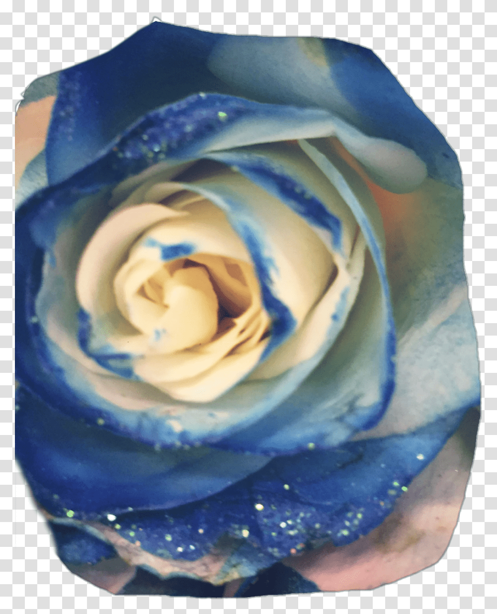 Aesthetic Floribunda, Rose, Flower, Plant, Blossom Transparent Png