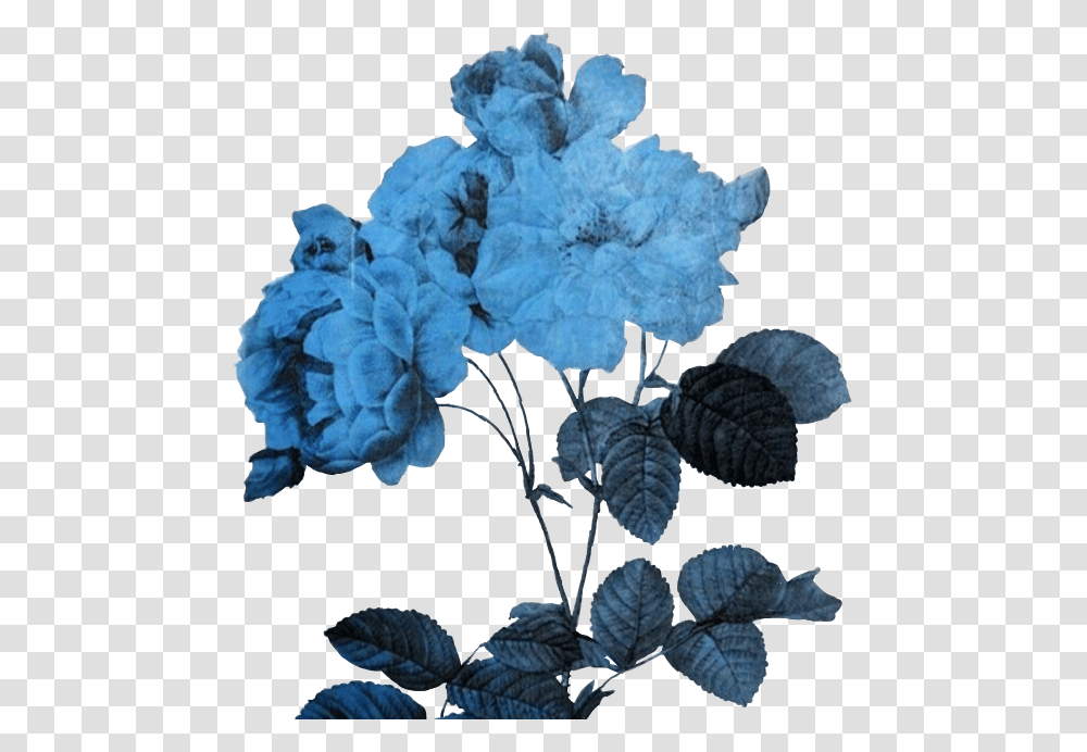 Aesthetic Flower Art Mart Blue Aesthetic Flower, Plant, Blossom, Acanthaceae, Carnation Transparent Png