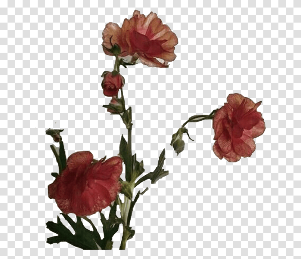 Aesthetic Flower Art Photos Flower Aesthetic, Plant, Petal, Carnation, Rose Transparent Png