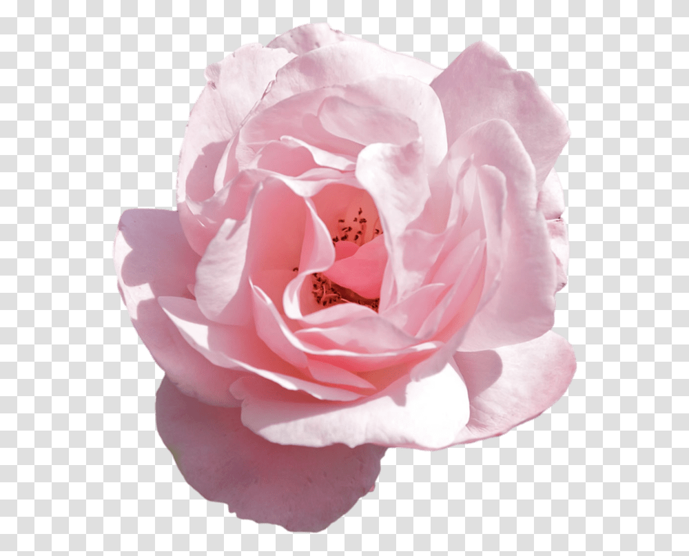 Aesthetic Flower Flower Aesthetic, Rose, Plant, Blossom, Petal Transparent Png