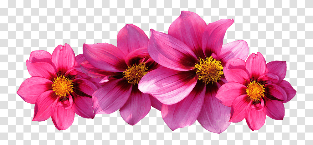 Aesthetic Flower Free Flores, Dahlia, Plant, Blossom, Pollen Transparent Png