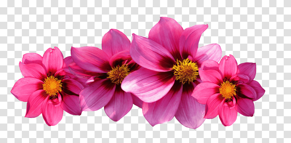 Aesthetic Flower Free Hot Pink Flowers, Dahlia, Plant, Blossom, Pollen Transparent Png
