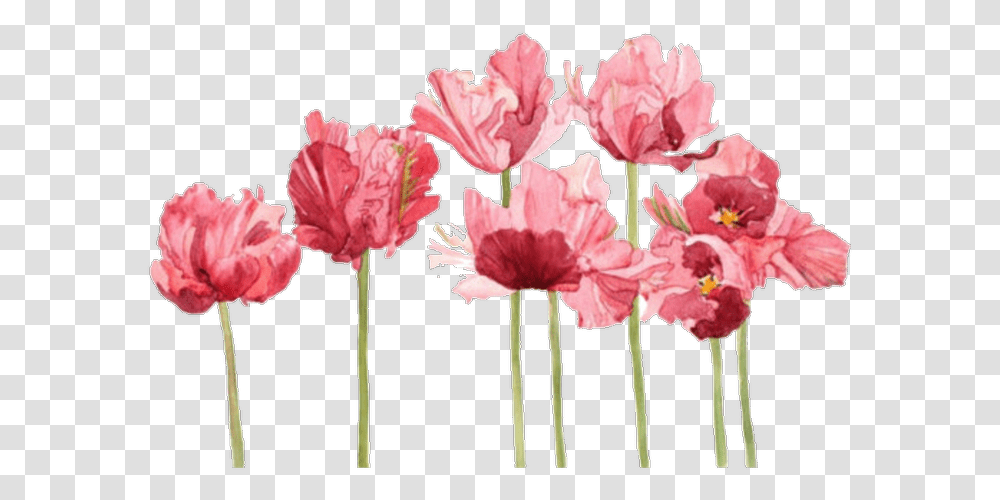 Aesthetic Flower Free Images Clipart Flower Aesthetic, Plant, Blossom, Carnation Transparent Png