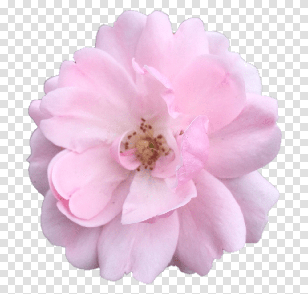 Aesthetic Flower, Rose, Plant, Blossom, Geranium Transparent Png