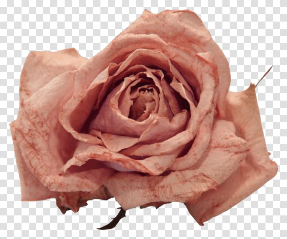 Aesthetic Flower Vintage, Rose, Plant, Blossom, Petal Transparent Png