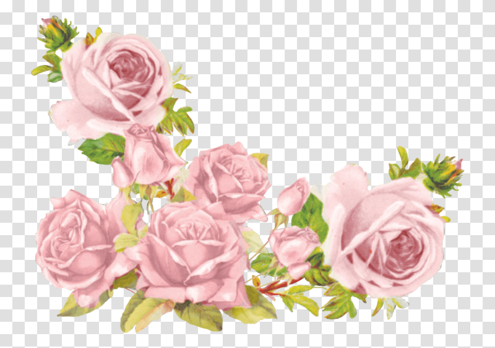 Aesthetic Flowers Background, Plant, Blossom, Rose, Carnation Transparent Png
