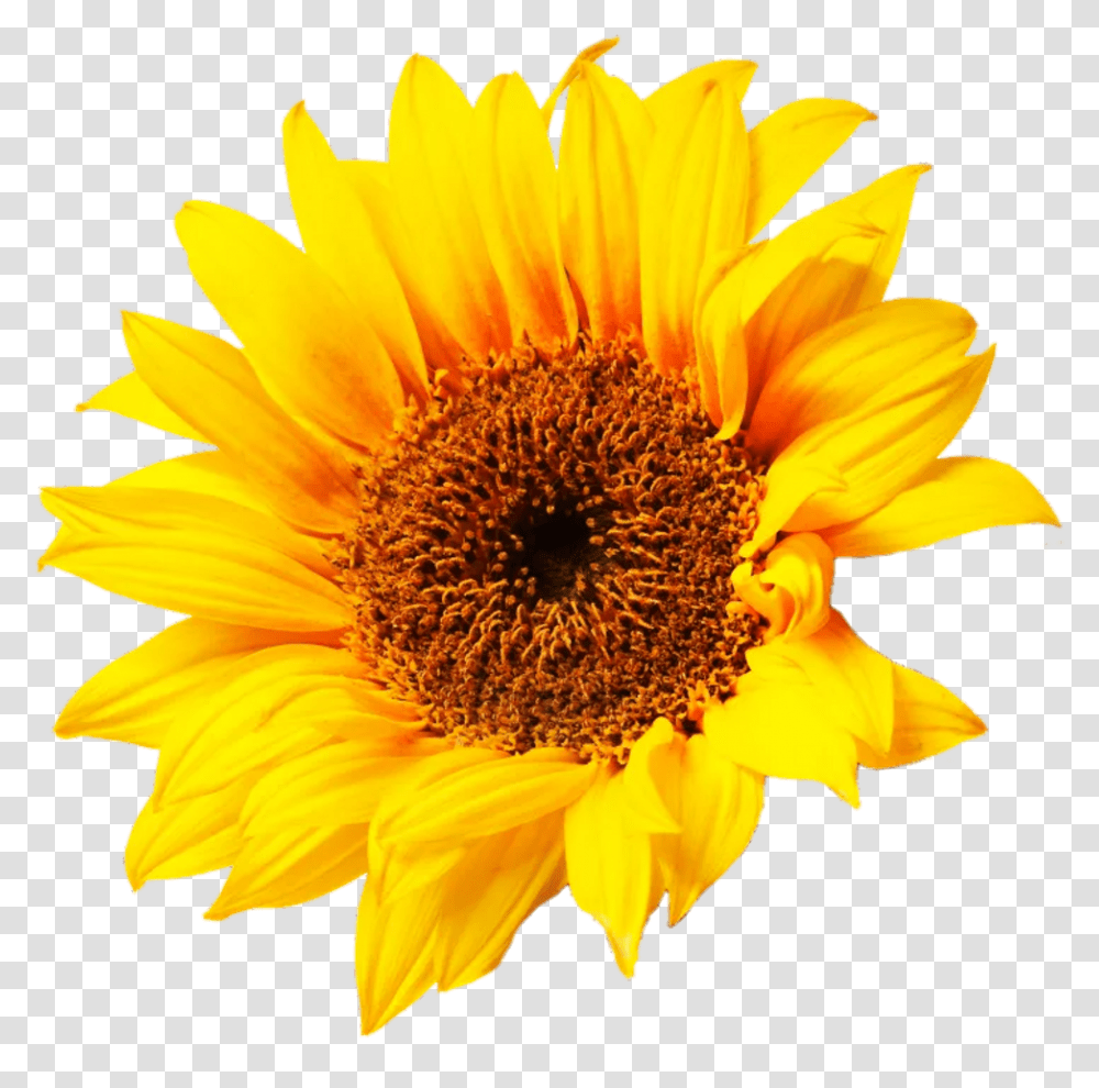 Aesthetic Flowers Clip Art Sun Flower, Plant, Blossom, Sunflower, Daisy Transparent Png