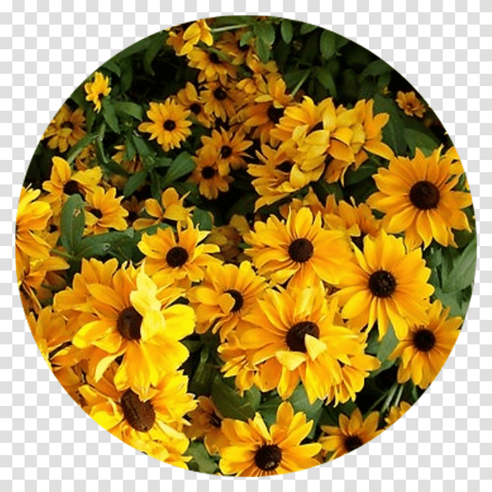Aesthetic Flowers Yellow Flower Aesthetic Yellow Aesthetic Stickers Flowers, Plant, Blossom, Treasure Flower, Daisy Transparent Png