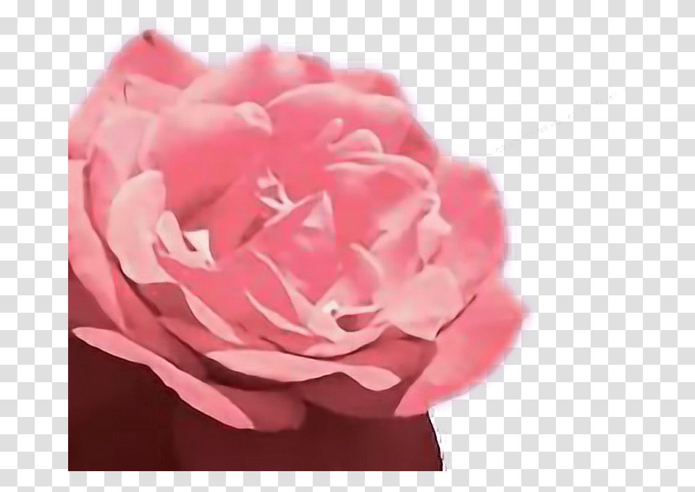 Aesthetic Garden Roses, Flower, Plant, Blossom, Carnation Transparent Png