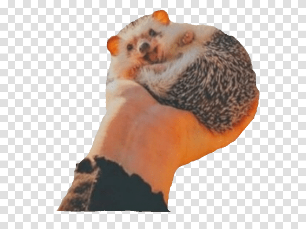 Aesthetic Hedgehog Hedghog Punxsutawney Phil, Beak, Bird, Animal, Pet Transparent Png