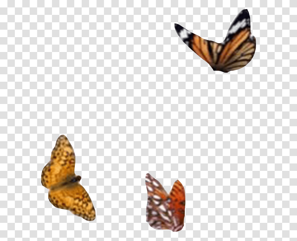 Aesthetic Moodboard Filler Butterfly Monarch Moodboard, Insect, Invertebrate, Animal, Flying Transparent Png