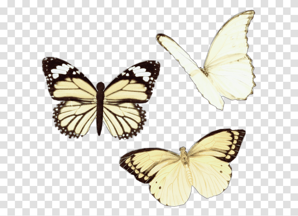 Aesthetic Moodboard Niche Moodboardfiller Yellow Vsco Butterfly Sticker, Insect, Invertebrate, Animal, Bird Transparent Png