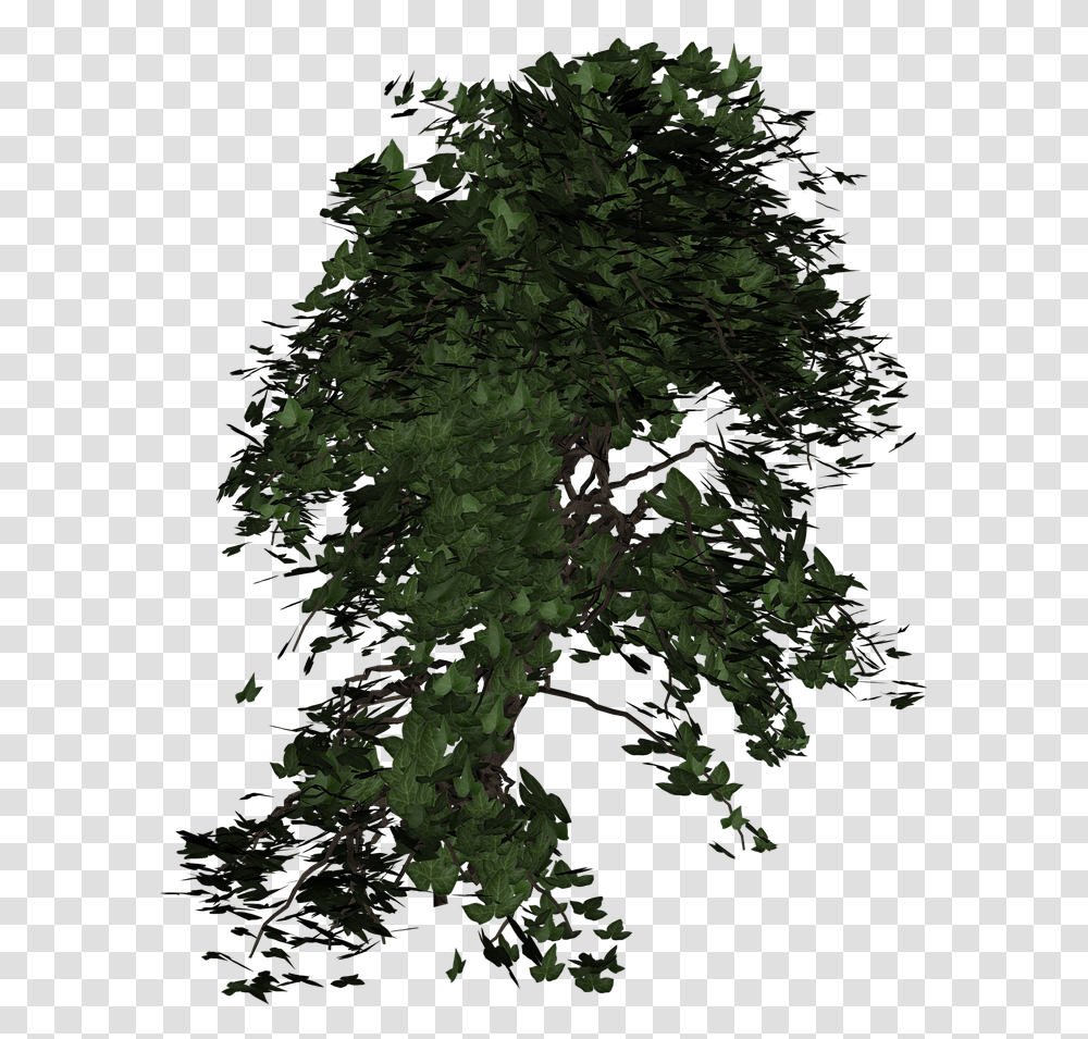 Aesthetic Nature Background, Tree, Plant, Leaf, Outdoors Transparent Png