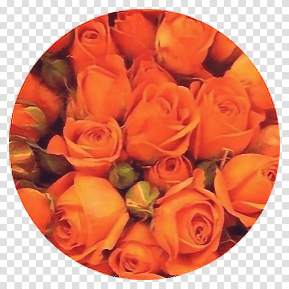 Aesthetic Orange Flower Background Download Orange Aesthetic Roses, Plant, Blossom, Flower Bouquet, Flower Arrangement Transparent Png