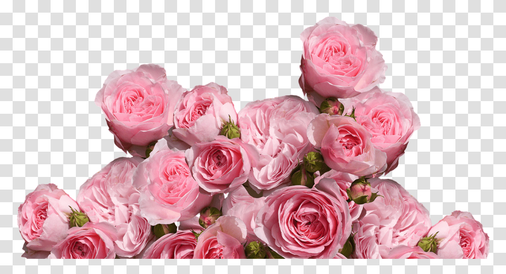 Aesthetic Pink Flowers, Plant, Blossom, Rose, Flower Bouquet Transparent Png