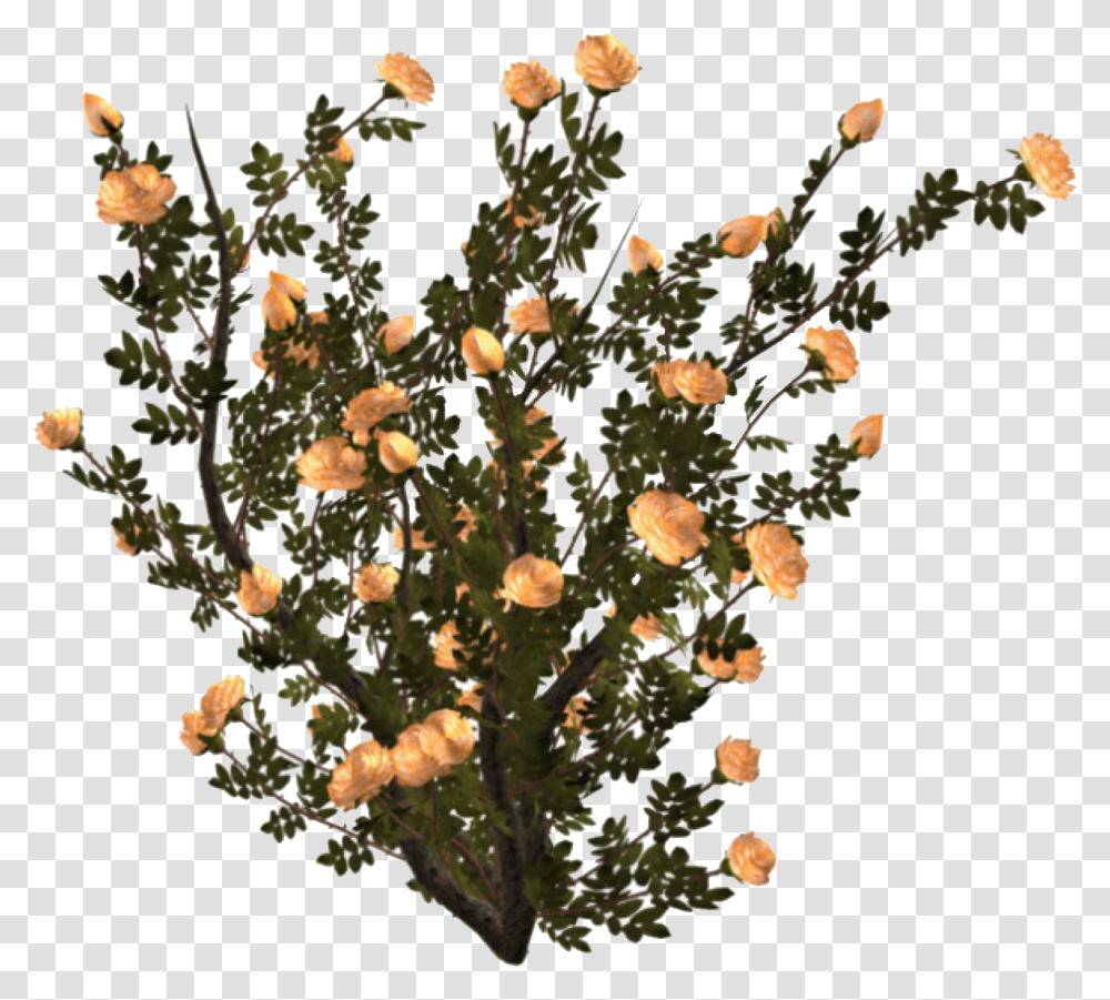 Aesthetic Plant Pngs Flower Bushes, Ornament, Pattern, Tree, Asteraceae Transparent Png