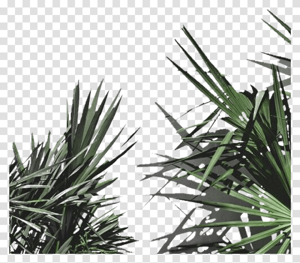 Aesthetic Plants For Edits, Agavaceae, Tree, Flower, Blossom Transparent Png