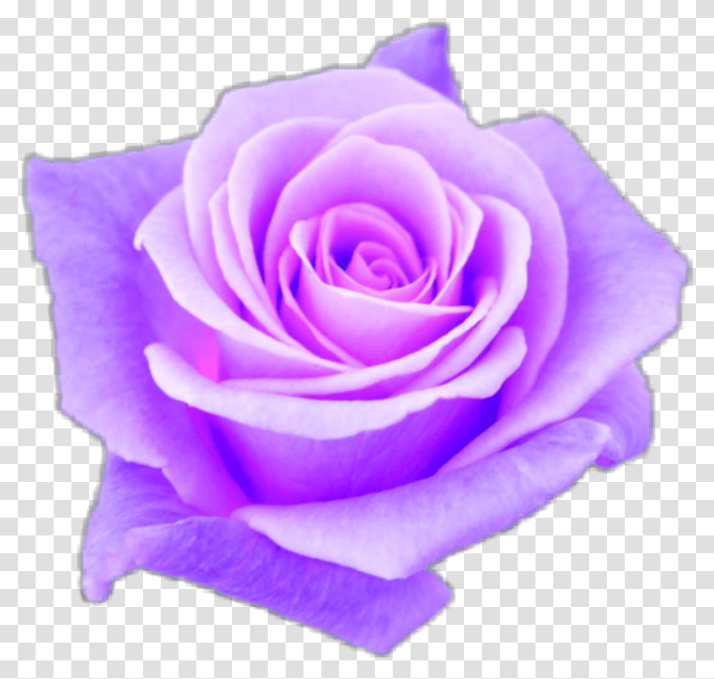 Aesthetic Purple Rose Topsimages Com Purple Aesthetic Background, Flower, Plant, Blossom Transparent Png