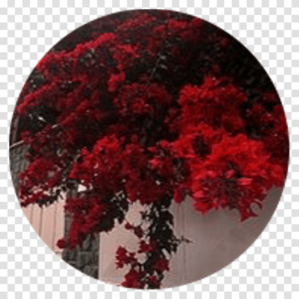 Aesthetic Red Circle Stickers Aesthetic Red, Plant, Tree, Maple, Flower Transparent Png