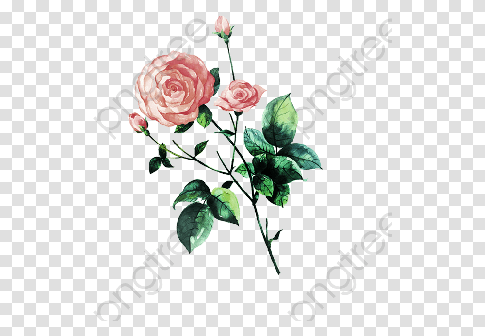 Aesthetic Rose Clipart, Plant, Flower, Blossom, Petal Transparent Png