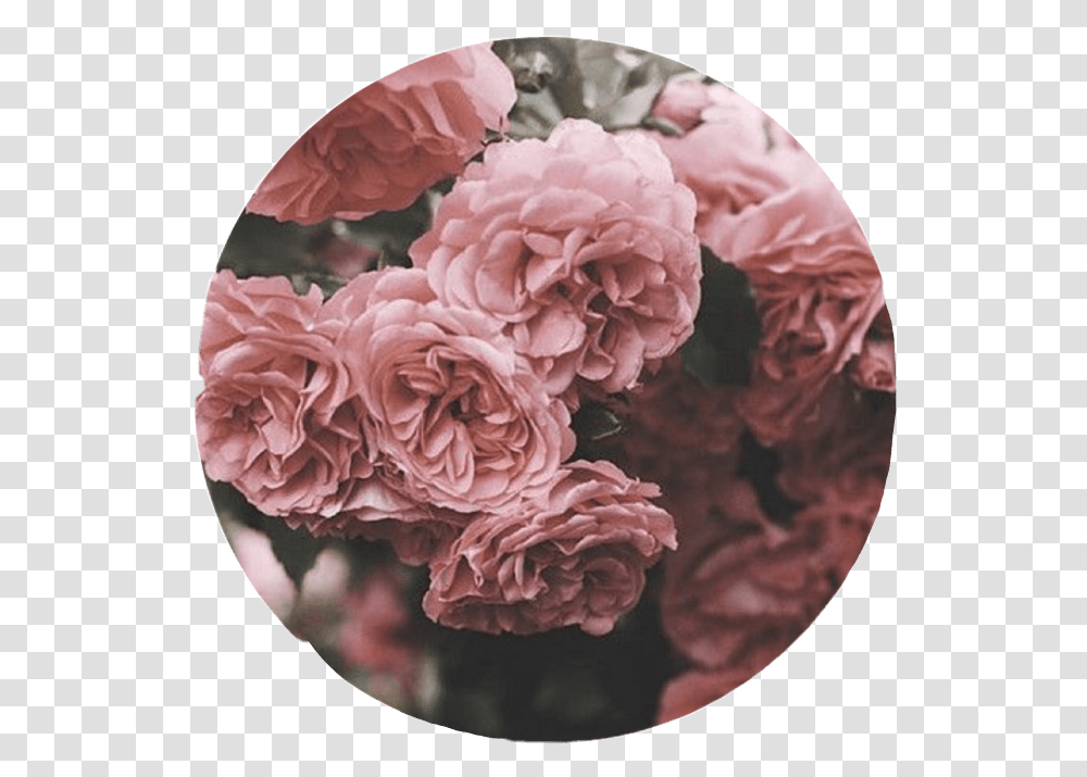 Aesthetic Roses Tumblr Overlay Circle Cute Pink Interes Aesthetic Cute Circle Backgrounds, Plant, Flower, Dahlia, Paper Transparent Png