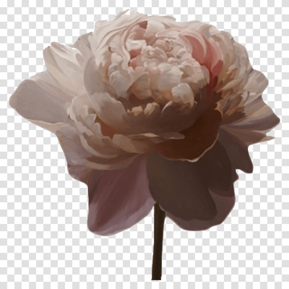 Aesthetic Source, Plant, Rose, Flower, Blossom Transparent Png