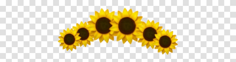 Aesthetic Sunflower High Quality Image Arts Aesthetic Sunflower, Plant, Blossom, Daisy Transparent Png