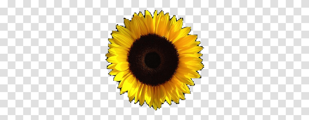 Aesthetic Sunflower Image Aesthetic Background, Plant, Blossom, Petal, Daisy Transparent Png