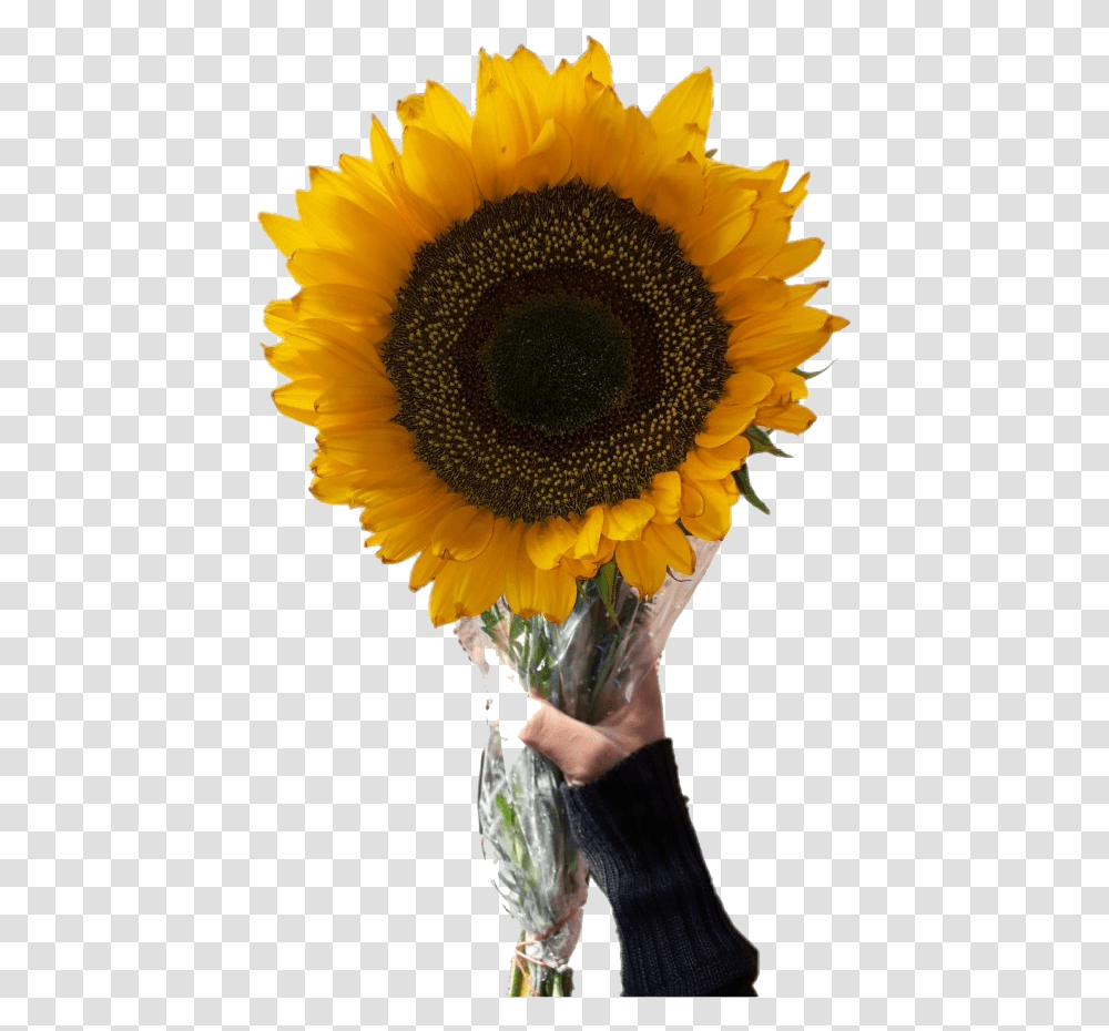 Aesthetic Sunflower Image Aesthetic Sunflower, Plant, Blossom, Person, Human Transparent Png