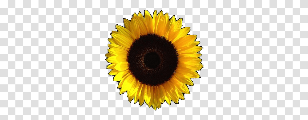 Aesthetic Sunflower Image Background Sunflower Aesthetic, Plant, Blossom, Petal, Daisy Transparent Png