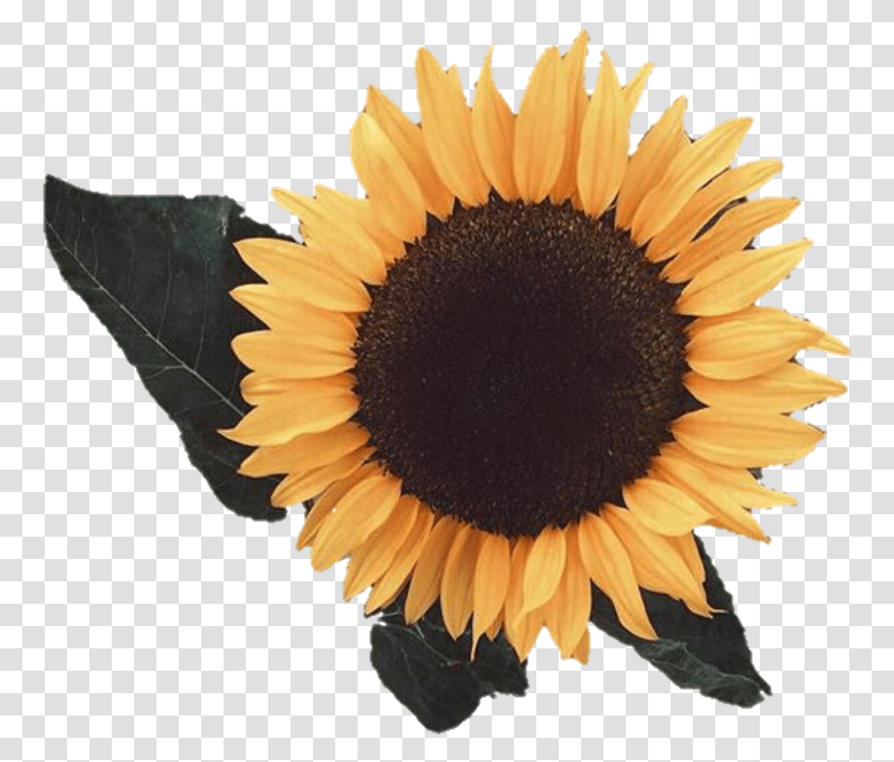 Aesthetic Sunflower Image Yellow Aesthetic, Plant, Blossom, Daisy, Daisies Transparent Png