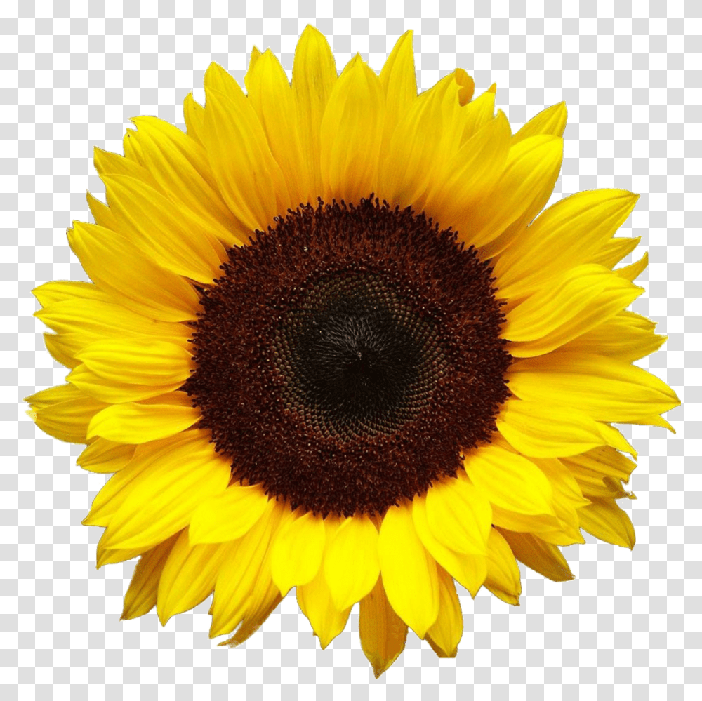 Aesthetic Sunflower Photo Background Sunflower, Plant, Blossom, Daisy, Daisies Transparent Png
