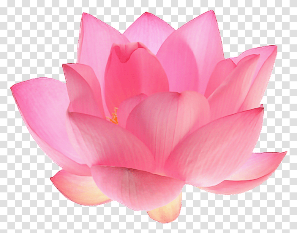 Aesthetic Tumblr Aesthetic Pink Flowers, Rose, Plant, Petal, Dahlia Transparent Png