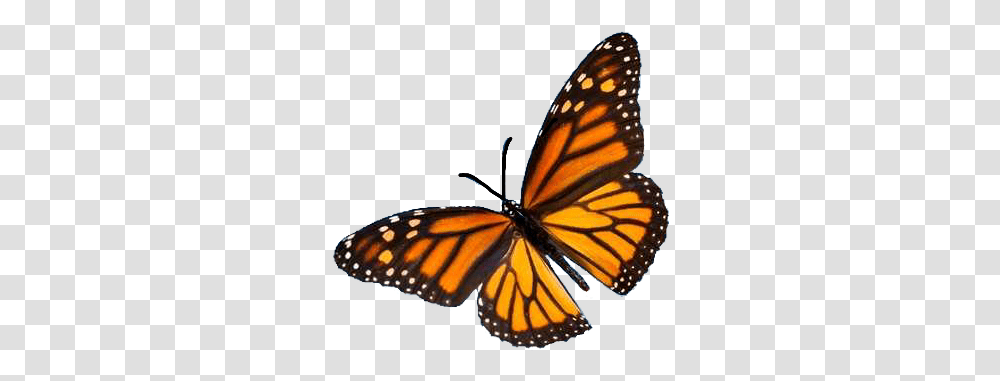 Aesthetic Tumblr Butterfly Vintage Nature Freetoedit Monarch Butterfly Flying, Insect, Invertebrate, Animal, Lamp Transparent Png