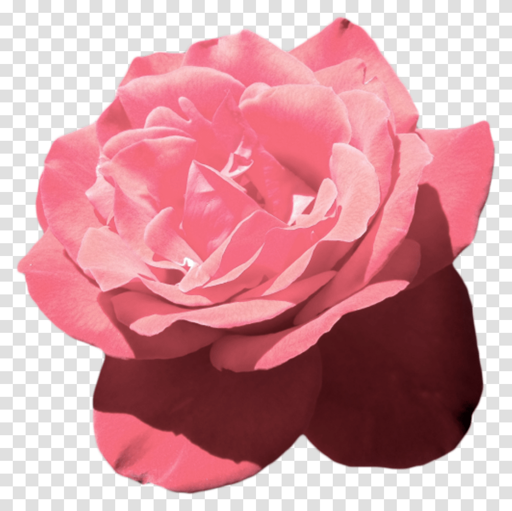 Aesthetic Tumblr Flower Pink Vaporwave Aesthetic Pink Flowers, Rose, Plant, Blossom, Petal Transparent Png