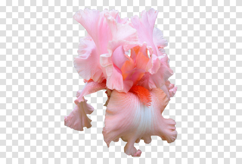 Aesthetic Tumblr, Plant, Flower, Blossom, Iris Transparent Png