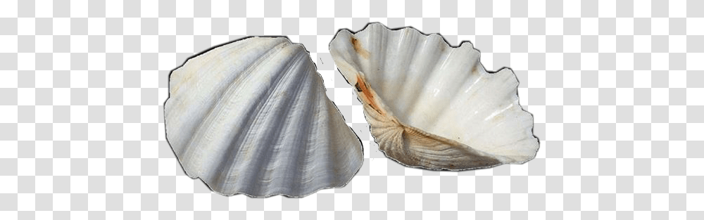 Aesthetic Tumblr Vintage Sea Ocean Shells Seashells Concha Vintage, Clam, Invertebrate, Sea Life Transparent Png