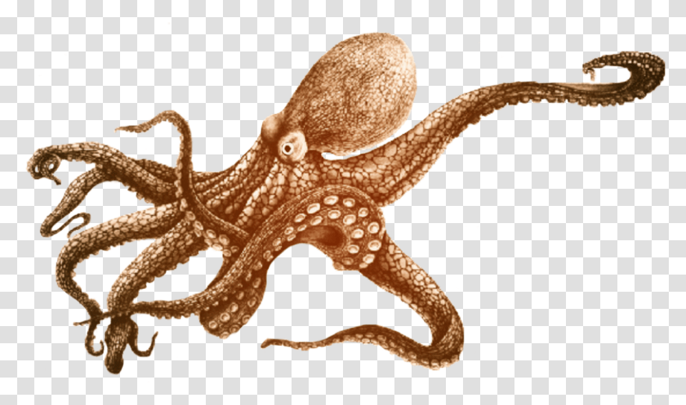 Aesthetic Tumblrgirl Ftestickers Idk Fiesta Trend Small Octopus Design Tattoo, Sea Life, Animal, Invertebrate, Lizard Transparent Png